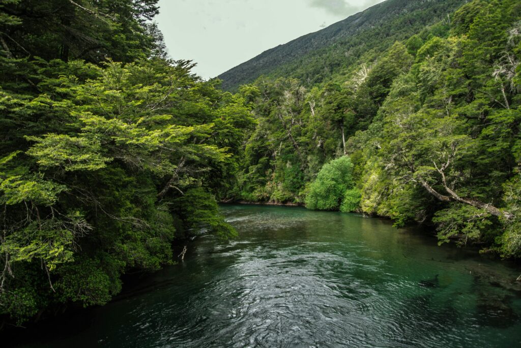 pexels-photo-4231781-4231781 Idyllic forest scene with a clear river flowing under a summer sky.